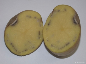 Internal necroses and surface depressions on the potato tubers caused by low temperatures