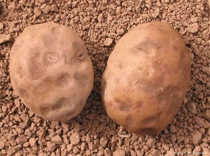 Internal necroses and surface depressions on the potato tubers caused by low temperatures