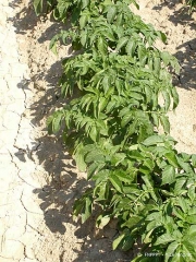 Potato plants wilted due to lack of water and excessive heat; advanced stage with leaf necrosis