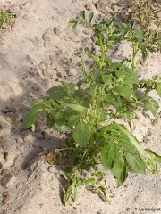 Potato plants wilted due to lack of water and excessive heat; advanced stage with leaf necrosis