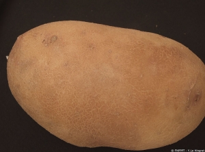 Brown surface areas on the potato tuber (sunscald)