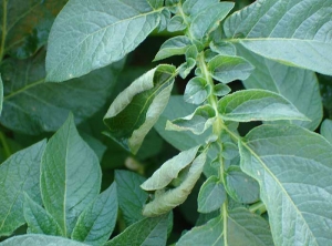 Wilting of leaflets of an potato leaf for lack of water or excessive heat