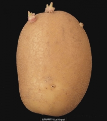 <b>Sprouting depending on physiological age : </b> apical dominance in a physiologically young seed tuber.