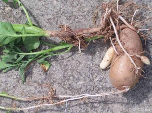 Hairy sprouts: long, threadlike sprouts on physiologically old seed potato tuber