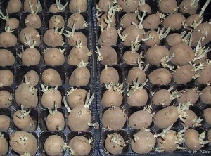Germination of several sprouts on more incubated seed potato tuber
