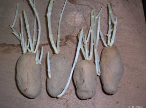 Hairy sprouts: long, threadlike sprouts on physiologically old seed potato tuber