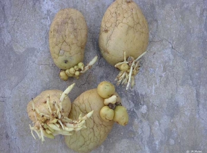 Formation of small tubers near the mother potato tubers with or without the presence of sprouts