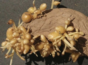 Premature tuber formation: formation of small tubers near the mother potato tubers with or without the presence of sprouts