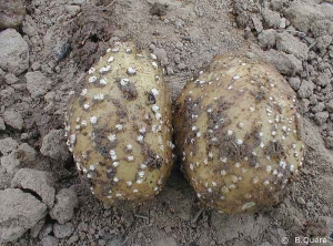 Whitish outgrowths on the surface of the potato tuber (“cauliflower” lenticels)