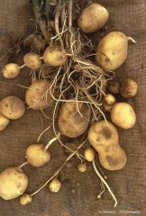 Potato plant showing various expressions of secondary growth  phenomenon (chain tuberisation, tuber gemmation, tuber sprouting, ridge rollers, etc.)