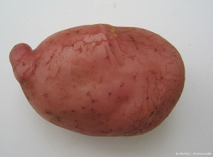 Pear-shaped potato tuber