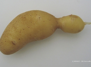 Dumbbell-shaped potato tuber (ridge rollers)