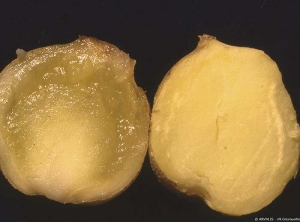 Partially glassy potato tuber after boiling