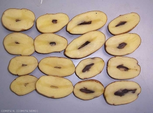 Sections of potato tubers affected by brown heart and hollow heart