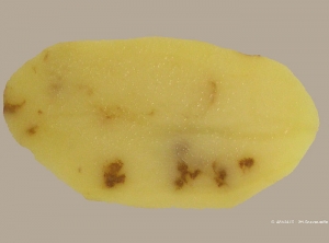 Rust spots of physiological origin localised in the perimedullar parenchyme of a potato tuber