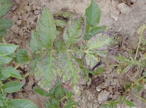 Severe magnesium deficiency on potato leaf with browning and necrotic spots inside the leaflets