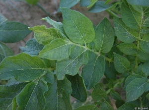 Incipient magnesium deficiency (with light interveinal chlorosis and no necrosis)