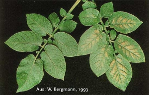 Potato leaf  having chlorosis due to a <b>magnesium deficiency</b> (right), leaf without symptoms (left).