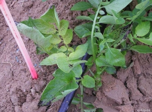 Potato plant showing iron deficiency with pale yellow young shouts and magnesium deficiency with interveinal necrosis on the leaflets