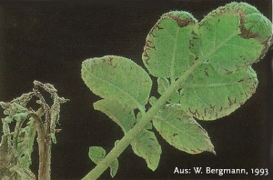 Symptoms of calcium deficiency on young potato leaves and leaf tips becoming chlorotic and slightly curled
