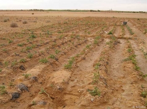 Stunted potato plants in a sandy soil with excessive salinity (salt rising to the soil surface due to high evaporation)