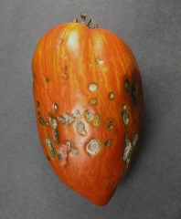 BRUCE-WATT.Septoria-Tomate2