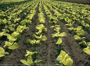 All tobacco plants of this plot are yellow. <B>Phytotoxicity</ b> (chemical injuries)