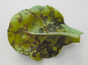 Details of greasy and blackish lesions; Note that they tend to diffuse from the veins. <I> <b> Pseudomonas syringae </ i> pv. <I> tabaci </ i> </ b> (wildfire disease)
