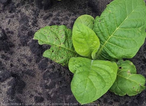 Brown and necrotic spots can be observed on lower leaves of this young tobacco plant. <i><b>Pseudomonas syringae</i> pv. <i>tabaci</i></b> ("wildfire")