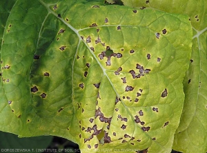 Details of brown and necrotic angular lesions due to development of <b><i>Pseudomonas syringae</i> pv. <i>tabaci</i></b> on lamina of tobacco leaves. ("wildfire", "angular leaf spot")