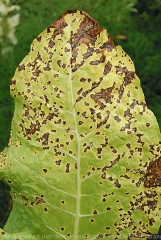 Details of brown, more or less angular lesions due to development of <b><i>Pseudomonas syringae</i> pv. <i>tabaci</i></b> on lamina of tobacco leaves. Note that they converge in some places. ("wildfire", "angular leaf spot")