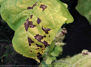 Details of brown lesions spread out on tobacco leaf <b><i>Pseudomonas syringae</i> pv. <i>tabaci</i></b> ("wildfire", "angular leaf spot")