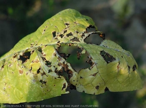 At the end, the altered tissues rot and fall, the leaf being then more or less widely torn. <B> <i> Pseudomonas syringae </ i> pv. <I> tabaci </ i> </ b> ("wildfire", "angular leaf spot")