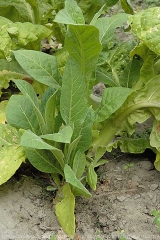 Sometimes  axillary buds may develop below the cankerous lesion present at the collar. <I> <b> Botrytis cinerea </ b> </ i> (gray mold)