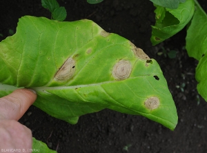 <i>Alternaria brassicicola</i> on bok choy cabbage leaf