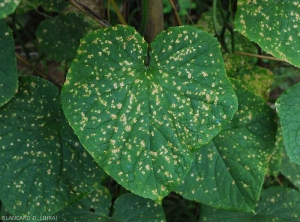 Many small angular spots cover the blade of this cucumber leaf (upper side). <i><b>Corynespora cassiicola</b></i> (corynesporiosis) 