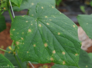 Note that the lesions are very often delimited by the leaf veins on cucumber. They also have a discreet chlorotic halo. <i><b>Corynespora cassiicola</b></i> (corynesporiosis) 