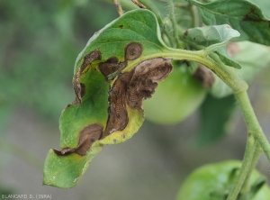 On this tomato leaflet, the spots are extensive, confluent in places, and necrotic.  The concentric patterns are clearly visible.  <i>Corynespora cassiicola</i> (corynesporiosis)