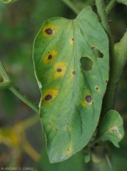 On this tomato leaflet, evolved spots are rather circular and surrounded by a clearly visible yellow halo, they show concentric patterns reminiscent of those of a target.  <i>Corynespora cassiicola</i> (corynesporiosis)