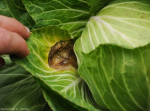 Older alteration of more or less dark brown color affecting the basal part of a cabbage leaf.  Note the yellow halo around it.  (<i>Sclerotium rolfsii</i>)