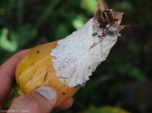 Rot caused by <i>Sclerotium rolfsii</i> on Nice squash fruit.  A dense, white mycelial web covers the lesion.