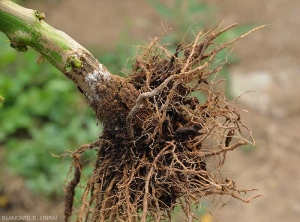 In addition to a collar canker, the root system of this pepper plant is completely rotten.  The cortex of some roots has locally disappeared.  (<i>Sclerotium rolfsii</i>)