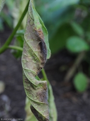 <i><b>Choanephora cucurbitarum</b></i> is gradually colonizing this withered and necrotic eggplant leaf.  Its mold is now visible in places.  (rot in Choanephora)