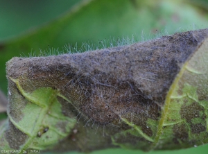 Detail of sporocysts in place on a rotten portion of eggplant leaf.  <i><b>Choanephora cucurbitarum</b></i>.  (rot in Choanephora)