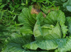 Several lower cabbage leaves show large necrotic lesions around the leaf blade.  <i><b>Choanephora cucurbitarum</b></i> (Choanephora rot)