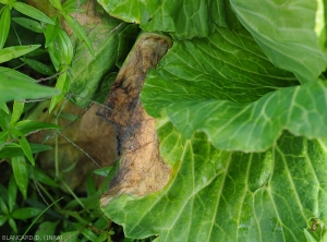<i><b>Choanephora cucurbitarum</b></i>, after settling on the periphery of the leaf blade of a cabbage leaf, colonizes the latter gradually;  altered tissues that are moist and soft at first turn brown and progressively become necrotic.  (rot in Choanephora)