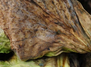 Cabbage leaf completely colonized by i><b>Choanephora cucurbitarum</b></i> which has strongly sporulated on the damaged tissues.  (rot in Choanephora)
