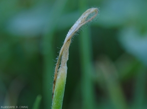 <i><b>Choanephora cucurbitarum</b></i> causes the tissues of the blade to rot and fruit abundantly.  (rot in Choanephora)