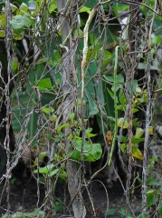 Bean pod invaded by <i><b>Choanephora cucurbitarum</b></i>.  Note the numerous pinhead structures.  (rot in Choanephora)