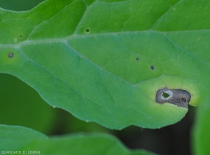 The central tissues of this Sigatoka spot on a watermelon leaf have lightened and degraded.  There are also some discrete concentric patterns more on the periphery of the alteration.  <i>Cercospora citrullina</i>